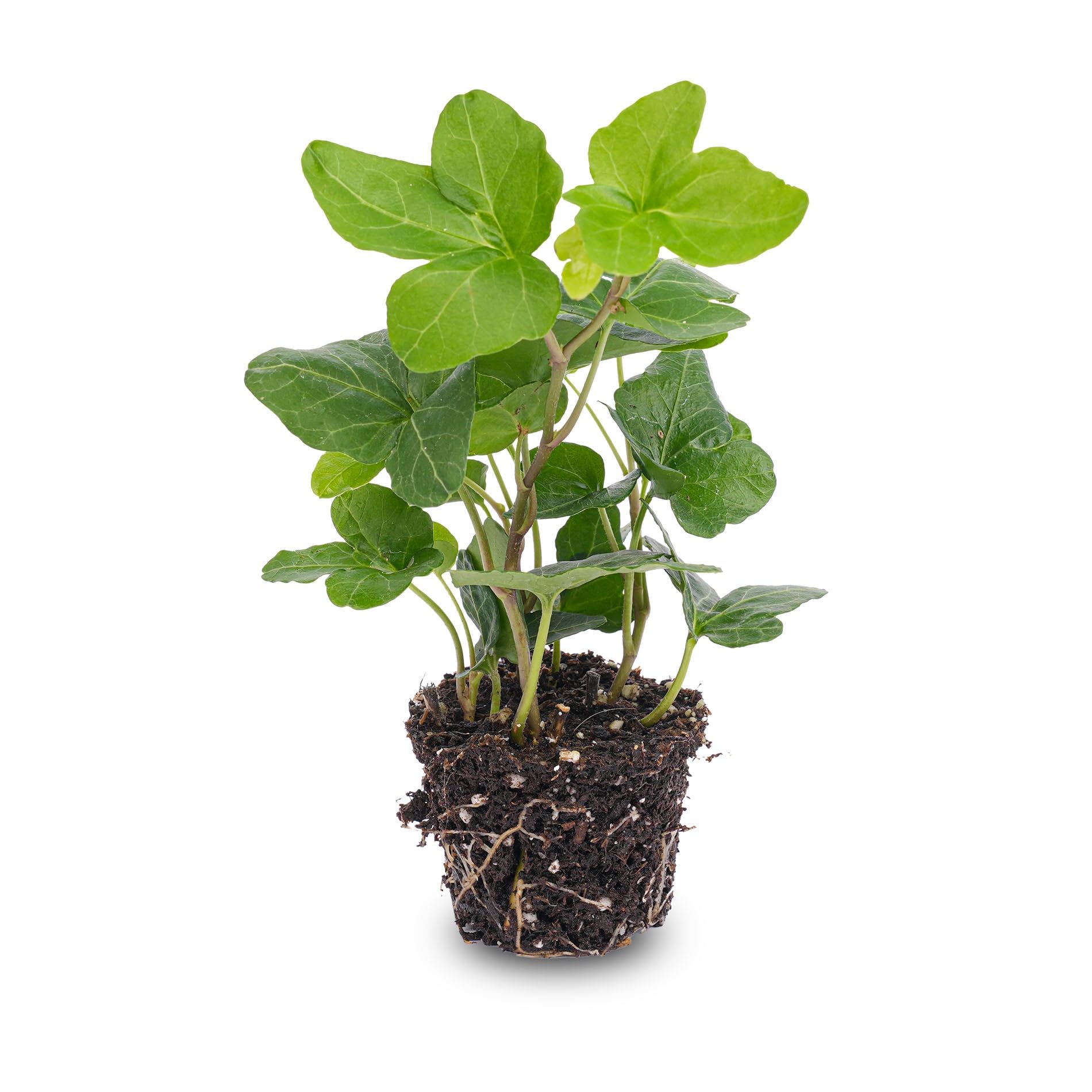 Hedera hélice - Ø 7 cm