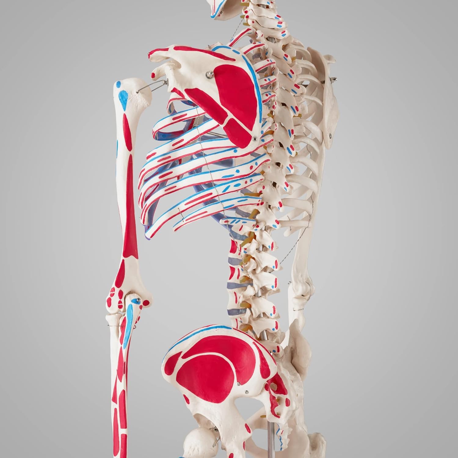Model ludzkiego szkieletu naturalnej wielkości do nauki anatomii i demonstracji w klasie