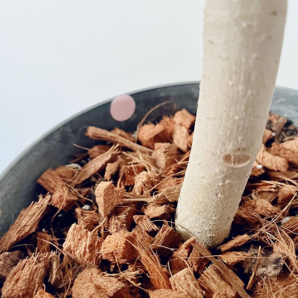 Amazon.co.jp: 《人気》フィカス ベンガレンシス 美しい曲がり Lサイズ Amazon.co.jp: 《人気》フィカス ベンガレンシス 美しい曲がり Lサイズ