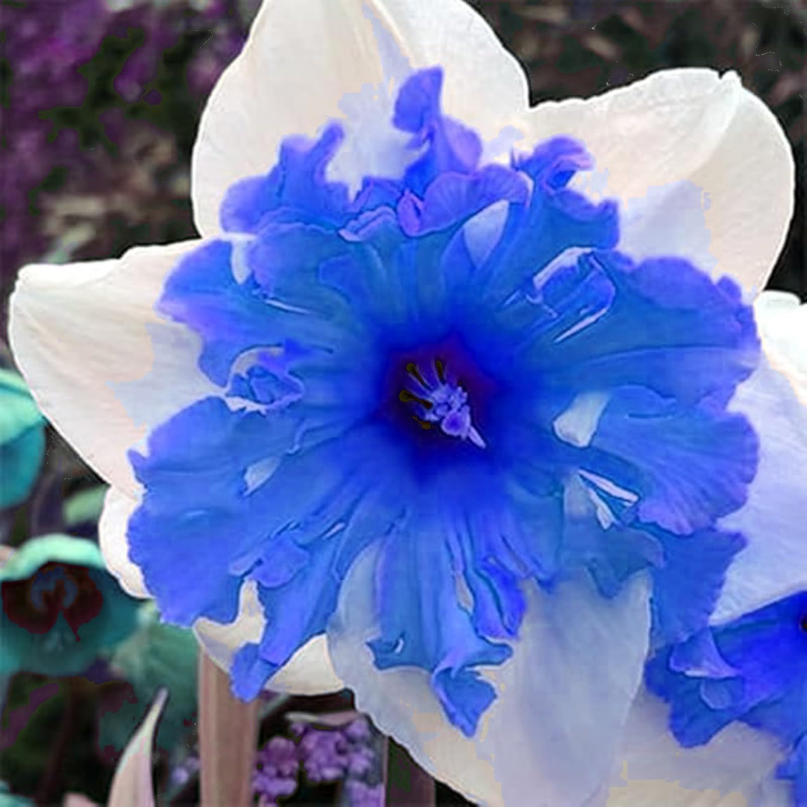 Gorgeous Daffodil Bulbs Mix for Planting Now UK/Home Decoration/Natural Organic/Strong Plants That Grow Well/Perennials,Fragrant,Greening Flower/Landscape Design Plants.-2bulbs-E