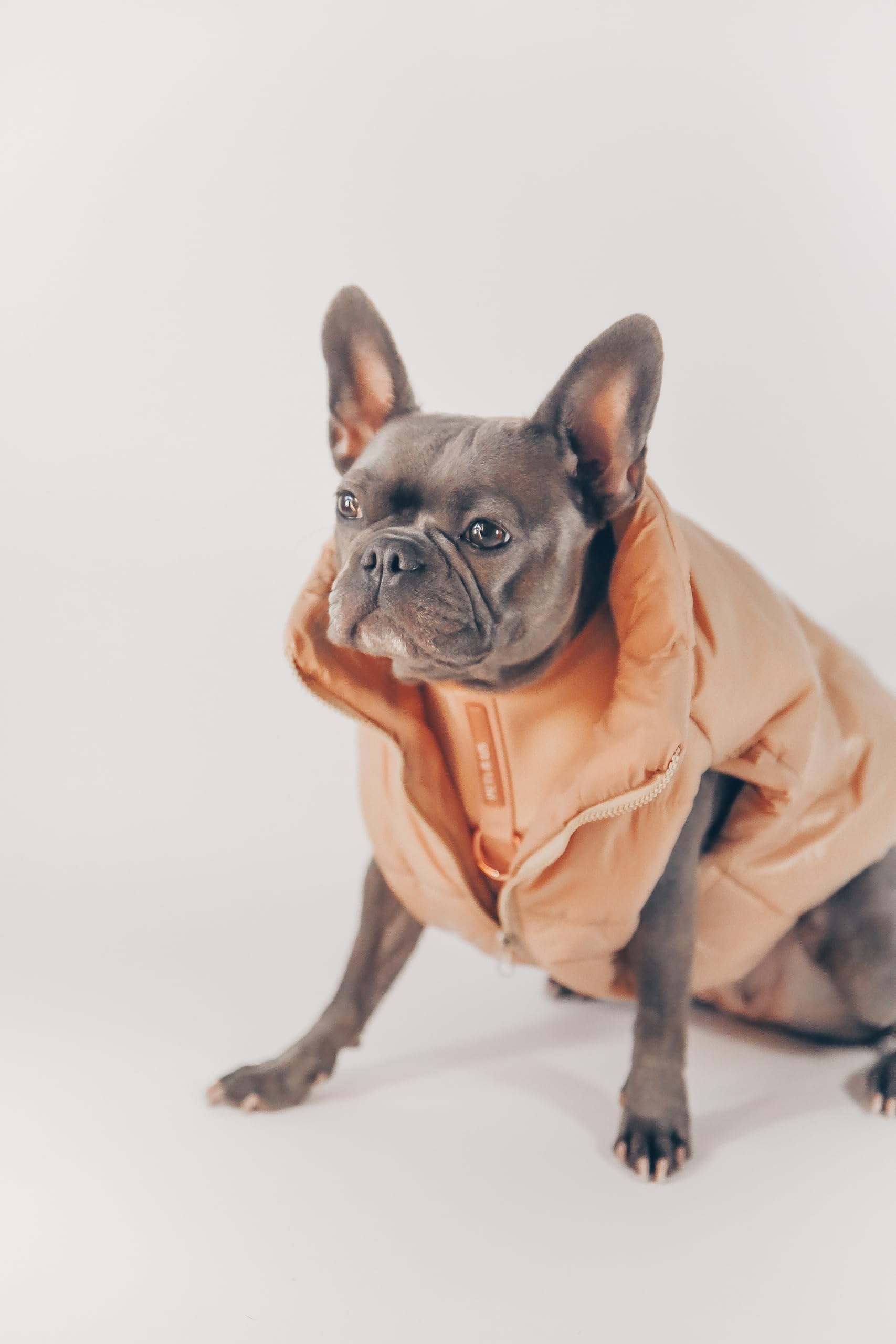 Chaleco acolchado beige y negro para perro, chaqueta de invierno para temporada fría con cremallera, talla S, M, L, marrón, neutro, acolchado, para otoño (beige, S)