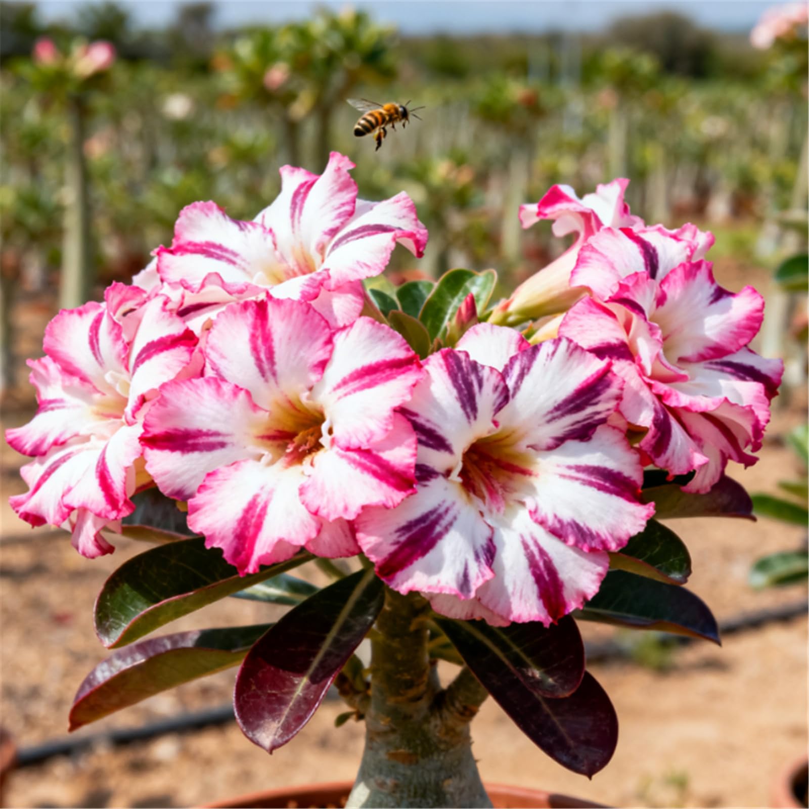 Drought-Tolerant Desert Rose Plants/Desert Rose Tubers/Cold-Hardy Perennials/Flowers Year-Round/Professional Planting for Stunning Garden Displays-5 Bulbs-C