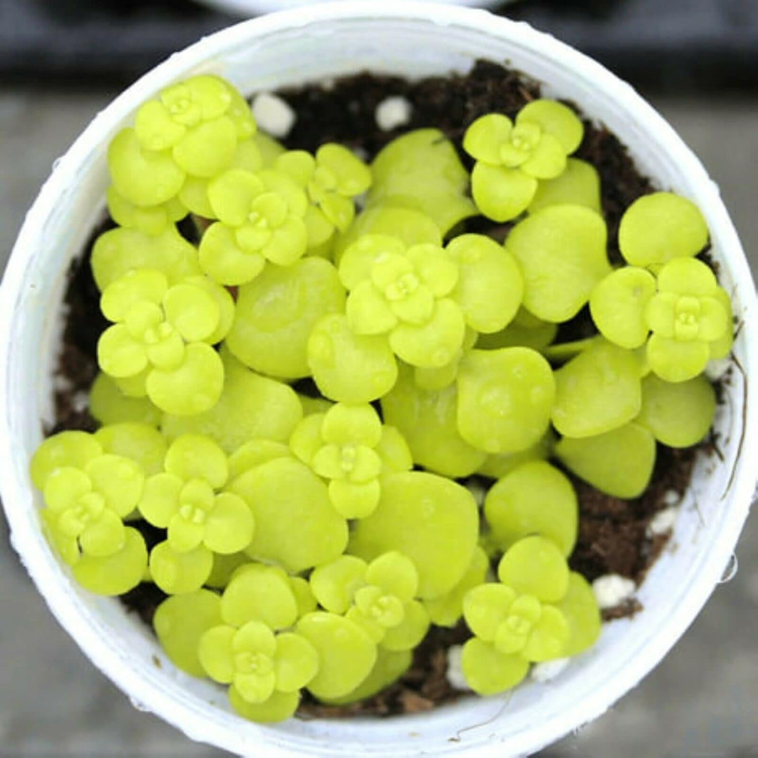 Kiddos Castle Lithops Living Stones Flower Succulent Cactus Rare Succulent seeds (B0D2X18Z4W) Amazon Price History, Amazon Price Tracker