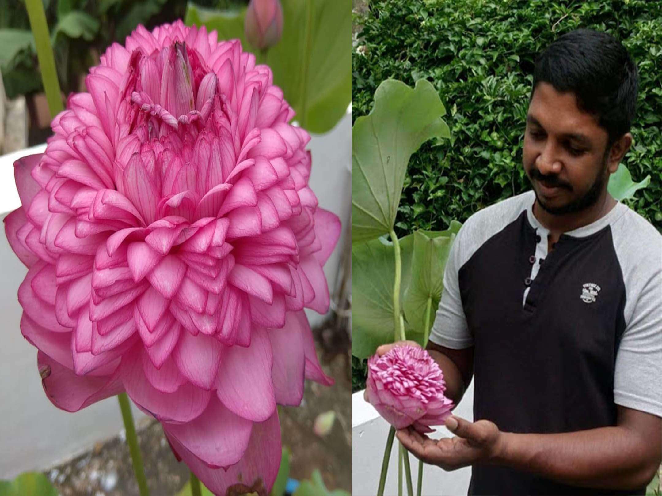 BeGrin Rare Verity Thousand Petal Lotus Live Plant Tubers, Nelumbo nucifera HYBRID LOTUS TUBER RHIZOME LIVE, LARGE SIZE FLOWER Pack of 1 for Home Garden Code 1000 (B0D1W1MR6R) Amazon Price History, Amazon Price Tracker