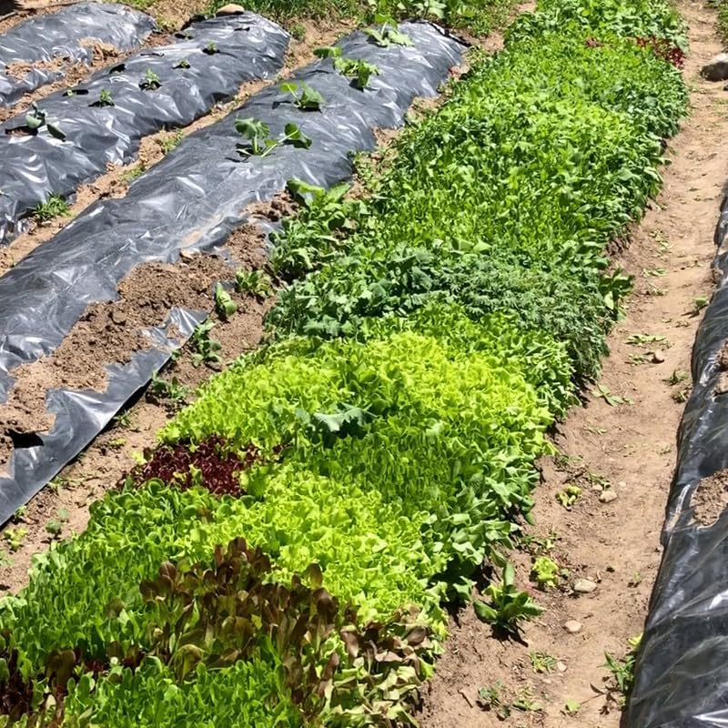 Miniatura 7 de Mezcla de ensalada de primavera 25000 semillas para plantar 'Cut and Come Again', 12 variedades de lechuga, espinaca, rúcula y col rizada.