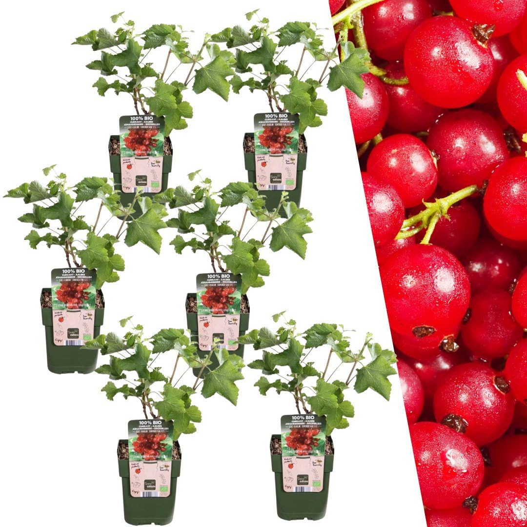 Plants by Frank Ribes Rubrum, 6x BIO-Stachelbeeren Pflanzen, Ø 13 cm