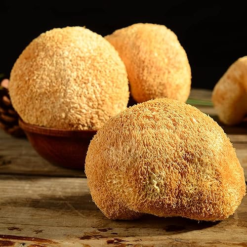 Miniatura 4 de Melena de león seca orgánica, hericium erinaceus hericium erinaceum hericio hongo de dientes de cabeza de oso hongo de cabeza de mono hongo de