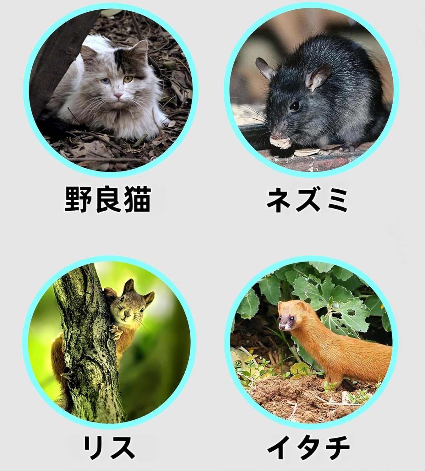 Amazon | 猫捕獲機 イタチ 罠 猫 捕獲イタチ捕獲器 イタチ 捕獲器 猫罠