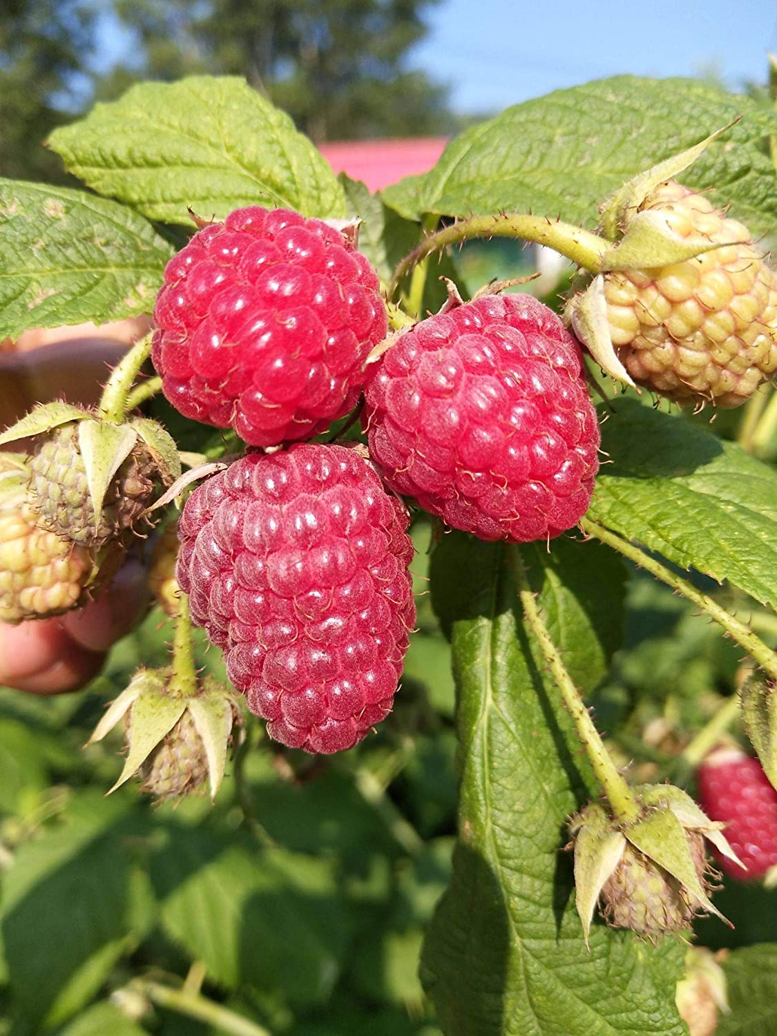 Pink Raspberry Seeds. Amazon 200+ Red Raspberry Seeds Fruit Plants Bonsai Garden Berry Seeds (Apple1)