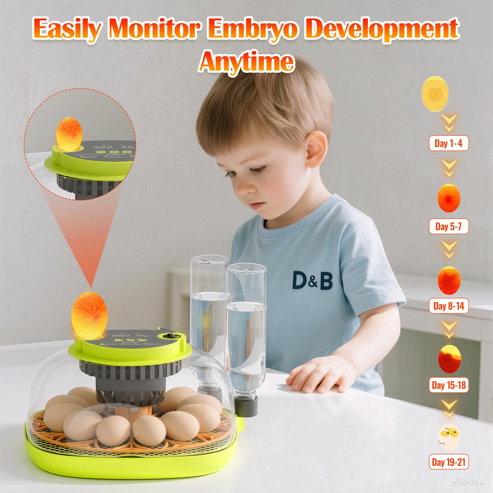 Incubatrice per Uova Automatica, 12 Uova, con Aggiunta Automatica Dell'Acqua, Girauova Automatico, Controllo Temperatura e Umidità, Funzione Speratura , Visuale a 360°, per Galline, Quaglie, Anatre(B)