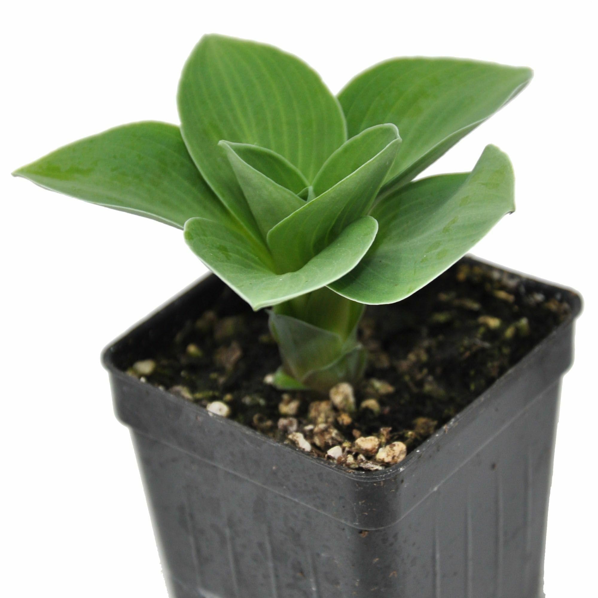 Hosta Blue Mouse Ears