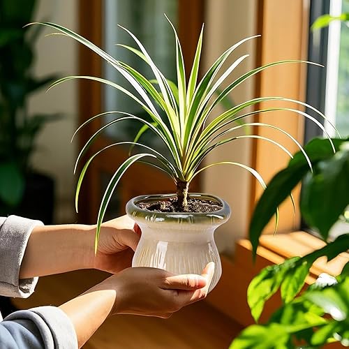 Miniatura 4 de Juego de 2 macetas de cerámica para interiores y exteriores, macetas de mediados de siglo, color azul y rosa