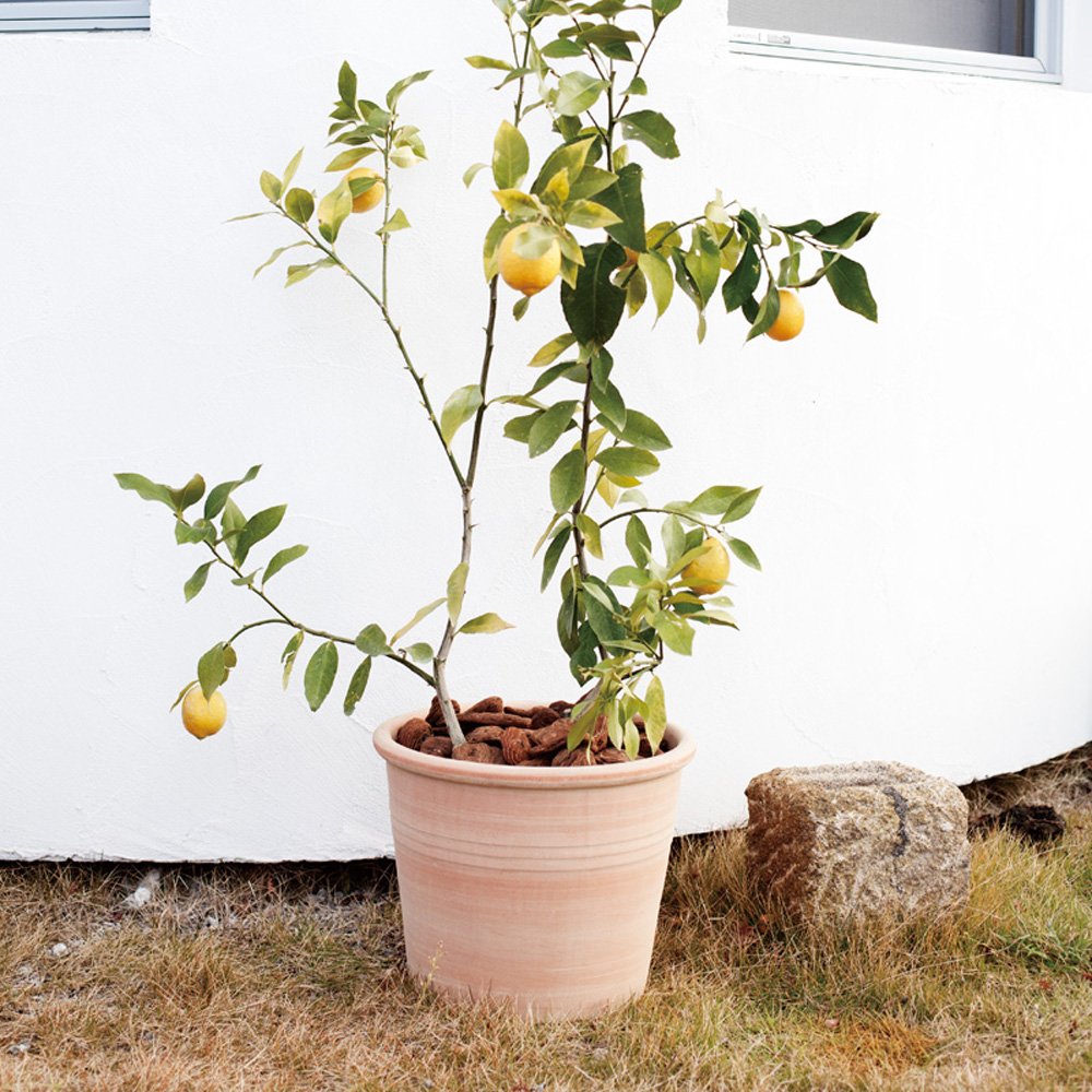 Amazon.co.jp: 植木鉢 イタリアンテラコッタ シリンドロ アリーナ XL