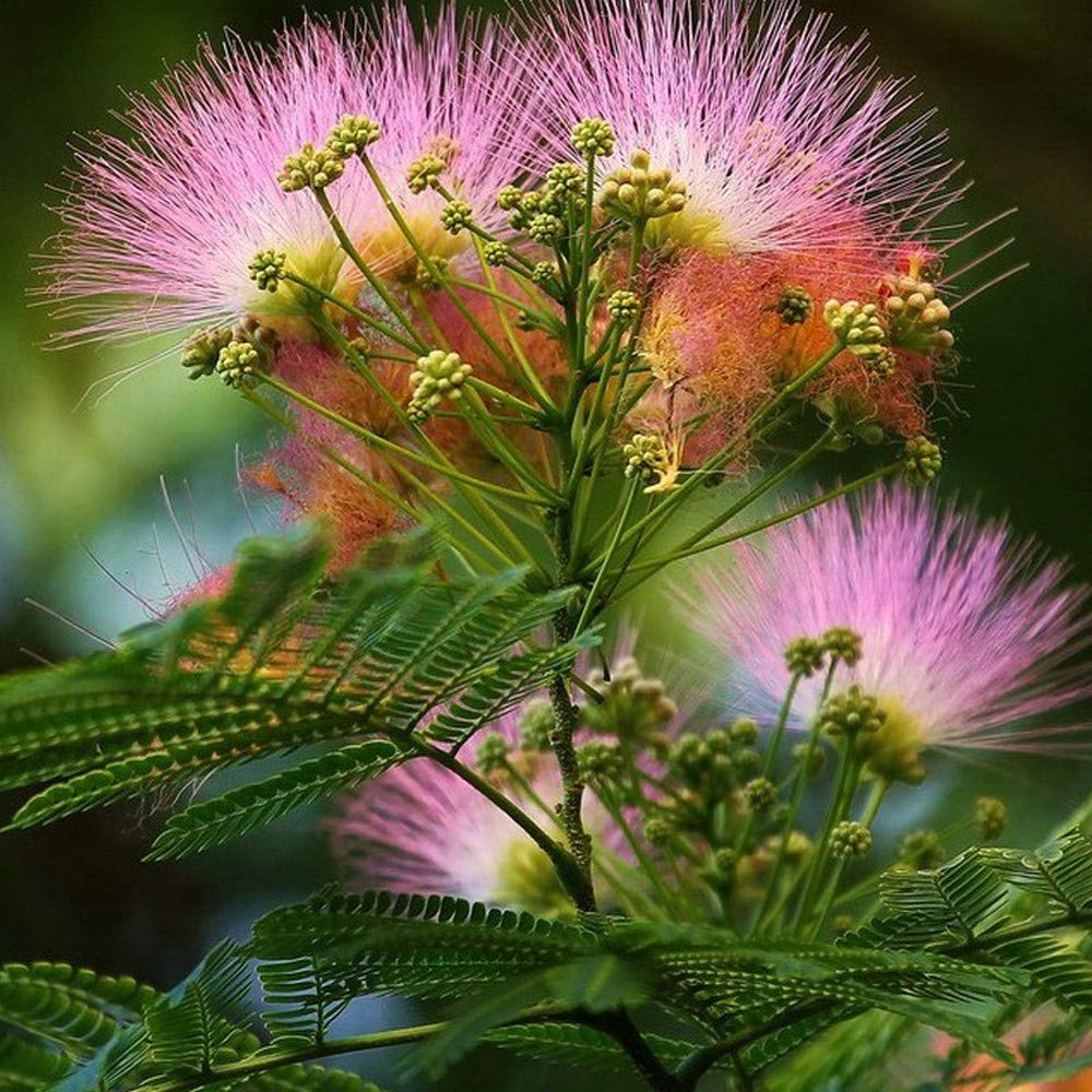 Buy 20Pcs Julibrissin Fast Growing Fragrance Profusion of Pink