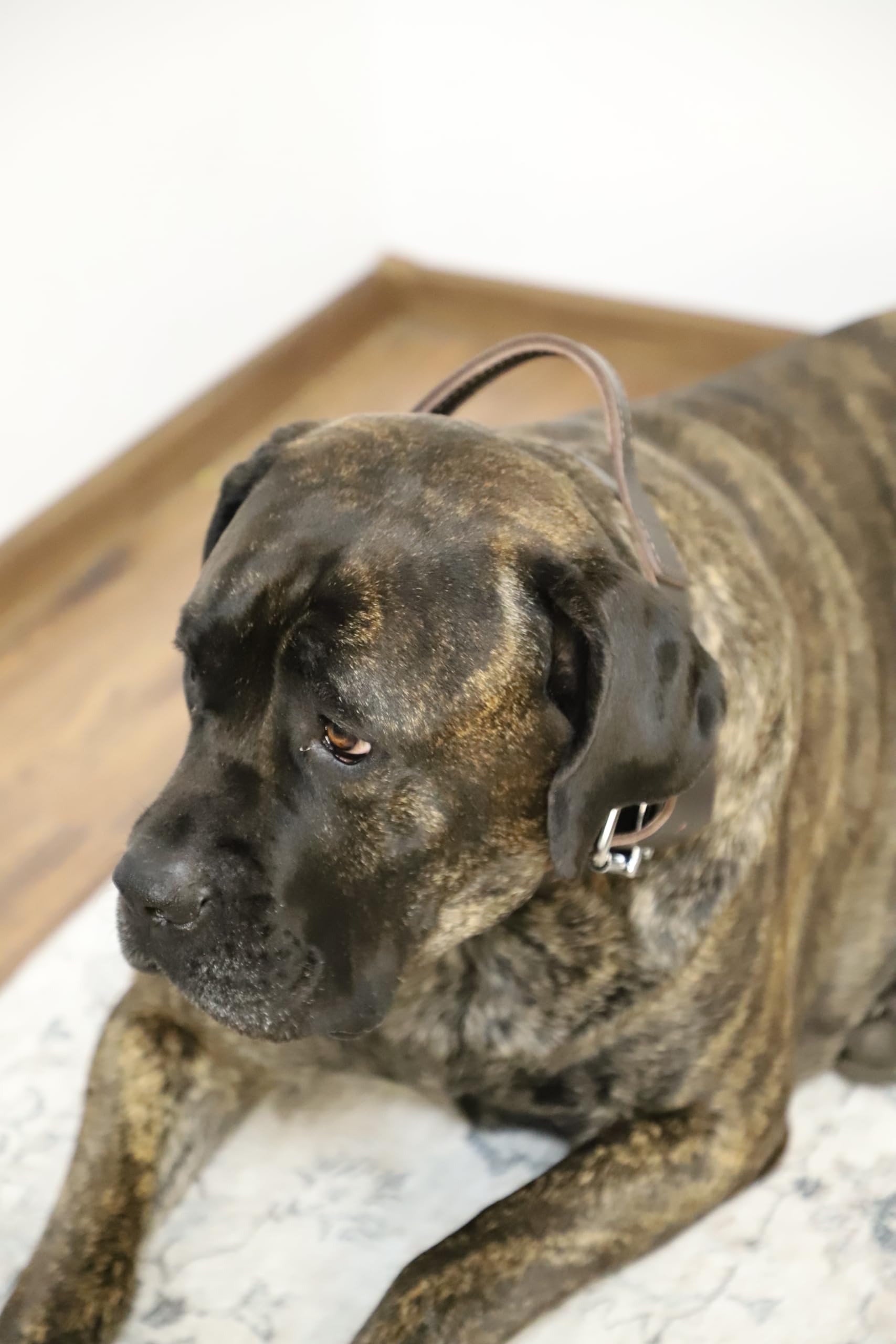 Dingo Halsband für große Hunde Halsband aus gewachstem Leder mit Griff aus natürlichem Rindsleder, Soft-Leder-Kollektion 5,0 x 75 cm Halsgröße 55-68 cm 13107