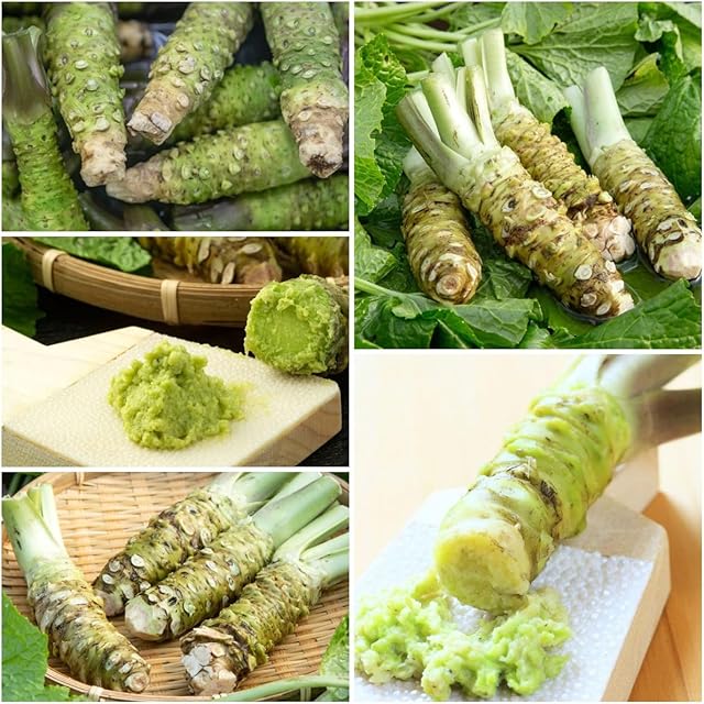 20 sztuk nasion wasabi - odporne rośliny do ogrodu (Wasabia japonica) organiczne nasiona warzyw, nasiona bonsai organiczne nasiona, prezenty ogrodowe rośliny balkonowe, nasiona prezenty zimowe na