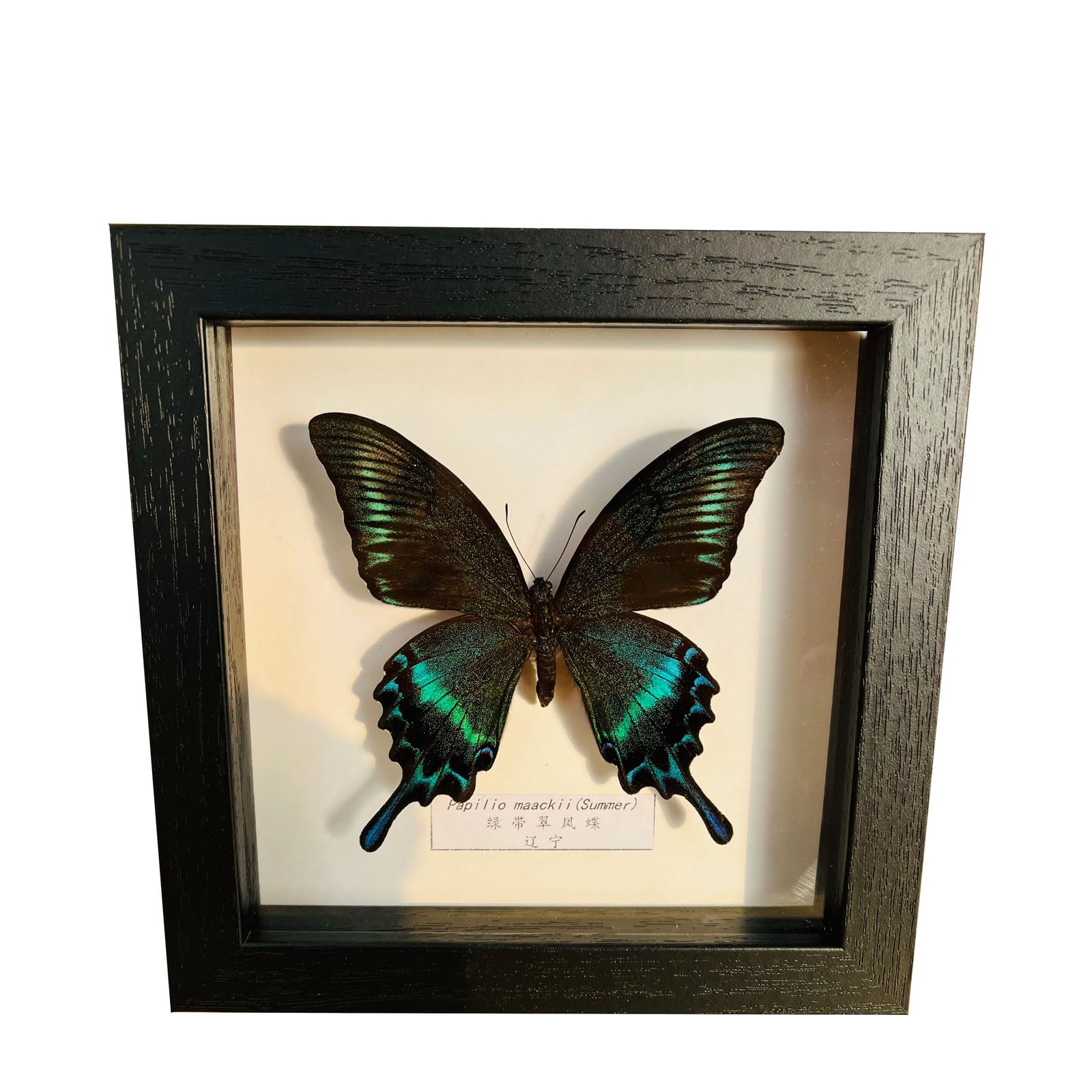 Guoyoocc 1 Taxidermy Mounted In Frame,Exquisite Butterflies Insect Specimen,Collection Of Butterfly,Unique Home Decor Wall Decoration Gift For Christmas Valentine Birthday,Real Butterfly Specimens17.6*17.6Cm