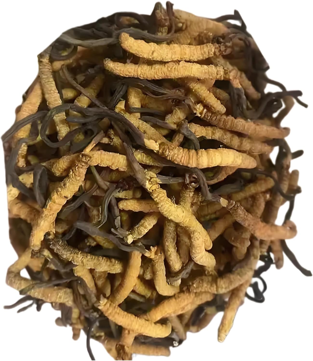Ayachang Cordyceps, Sichuan Dong Chong Xia Cao, Affordable Winter Wormwood from Sichuan for Everyday Wellness 四川虫草(1g)