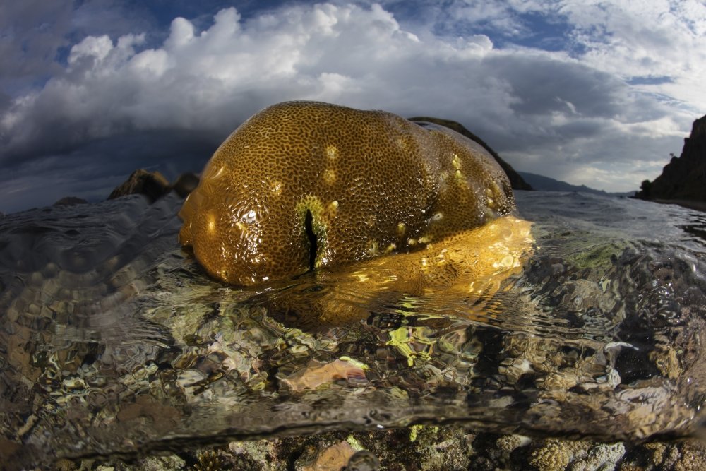 Cactus Poster Print by William Curtis (24 x 36)