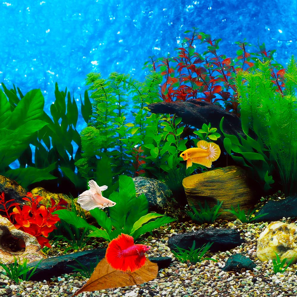 JOR Indische Mandelblätter Für Aquarium – 60 Stück, Je 5,1 Cm, Für Garnelen & Betta, Verbessert Wasserqualität