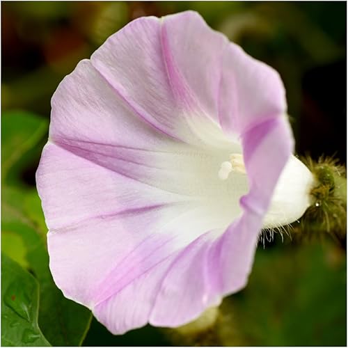 Miniatura 2 de Seed Needs, Morning Glory - Semillas trepadoras de mezcla alta (Ipomoea purpurea), paquete individual de 100 semillas reliquia