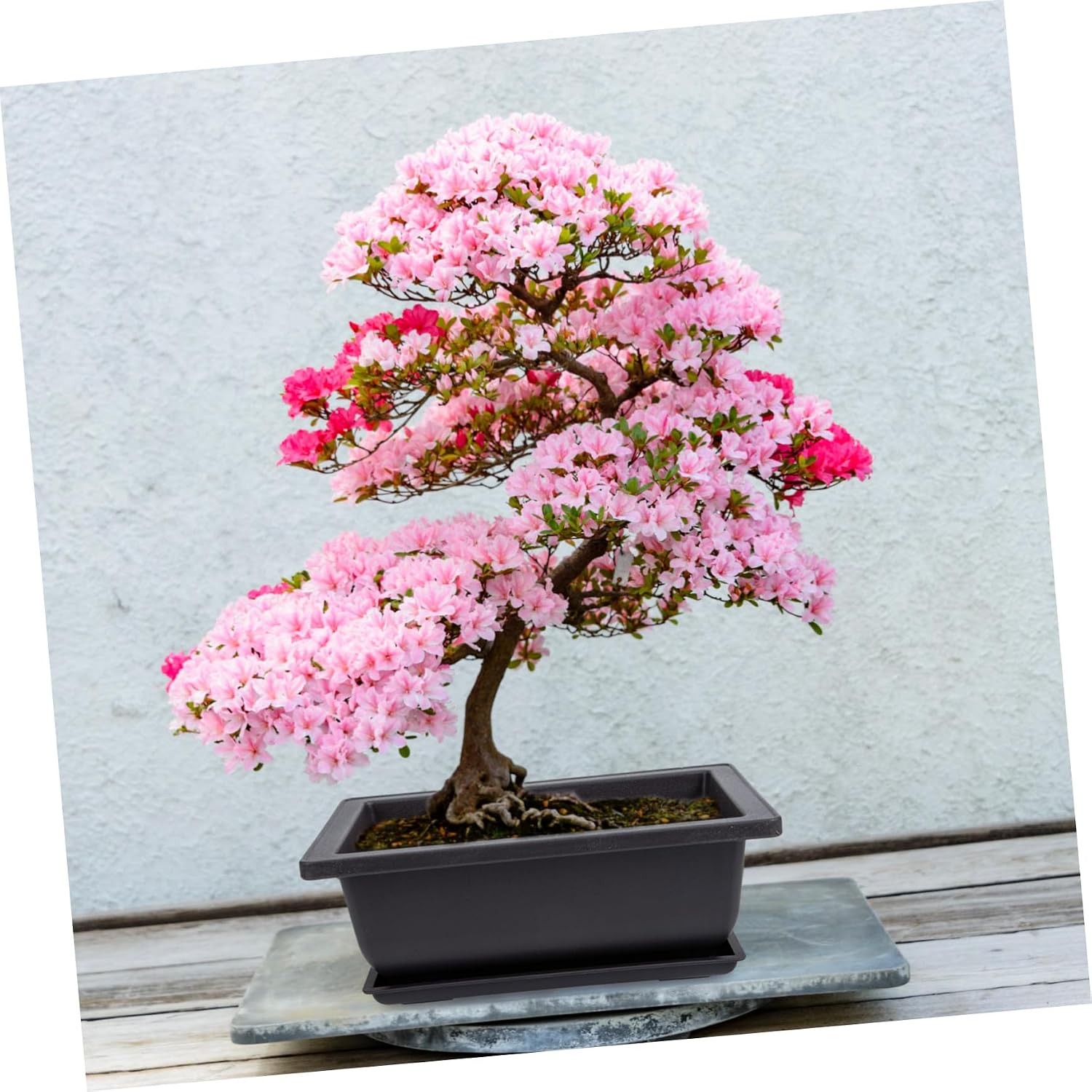 5sets Plastic Flowerpots Drainage Trays for Indoor Plants Compact Bonsai Deep for Gardening