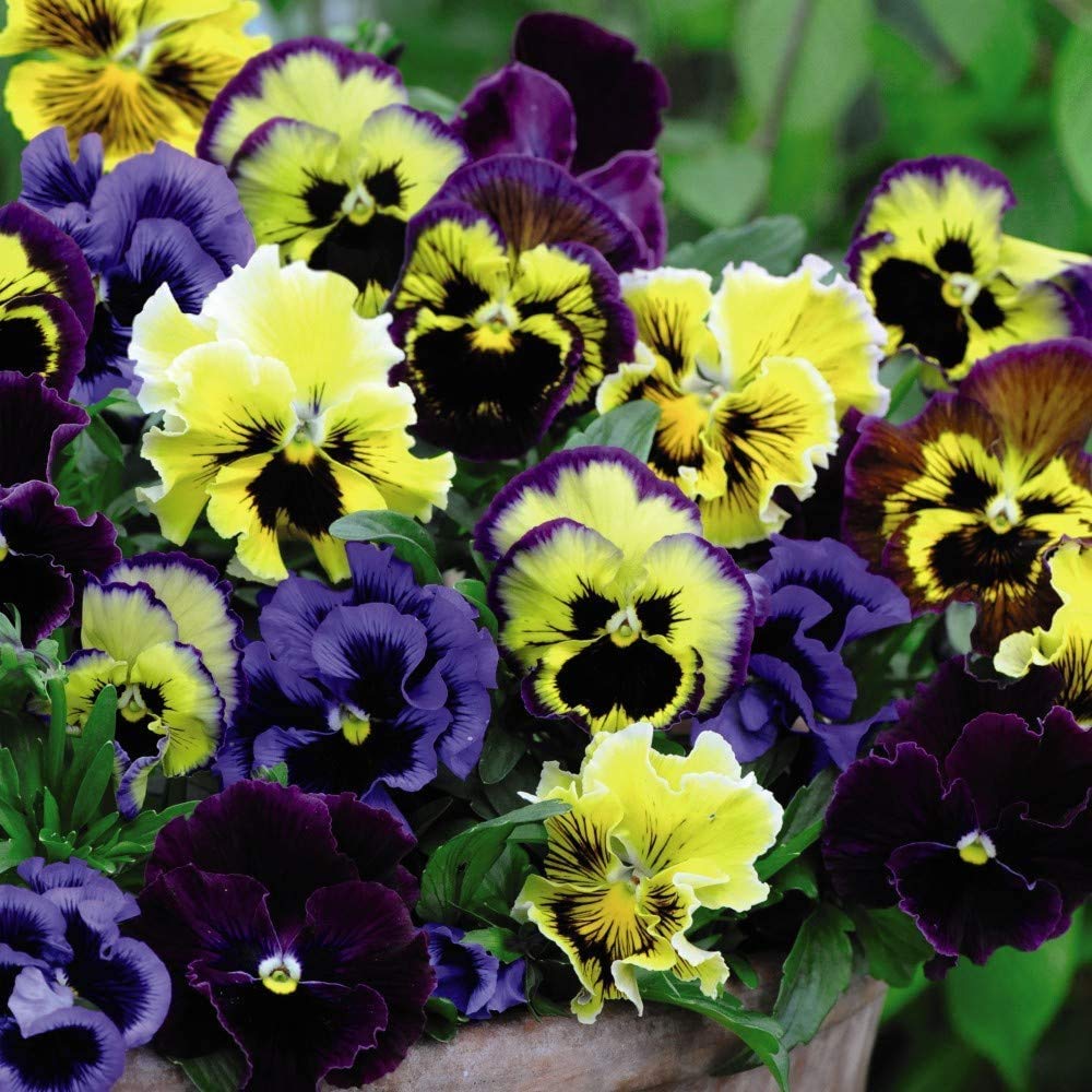 Pansy ‘Frizzle Sizzle Mixed’, Hardy Perennials 12x Plugs by Thompson and Morgan
