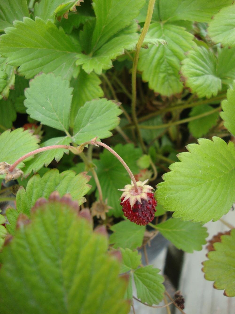 Graines améliorées de fraise Rugen Paquet de 500 graines