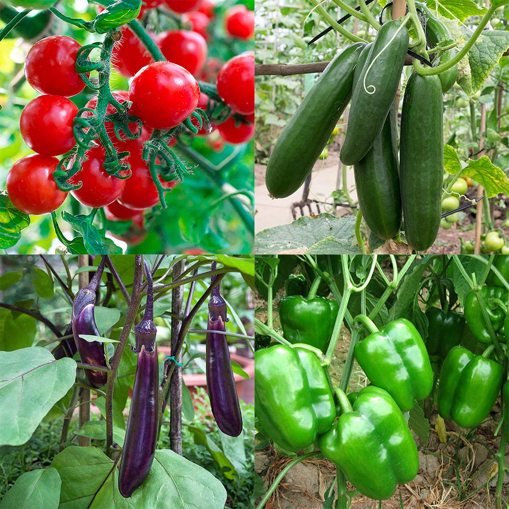 Amazon.co.jp: 夏植え!トマト・きゅうり・なすび・ピーマン苗