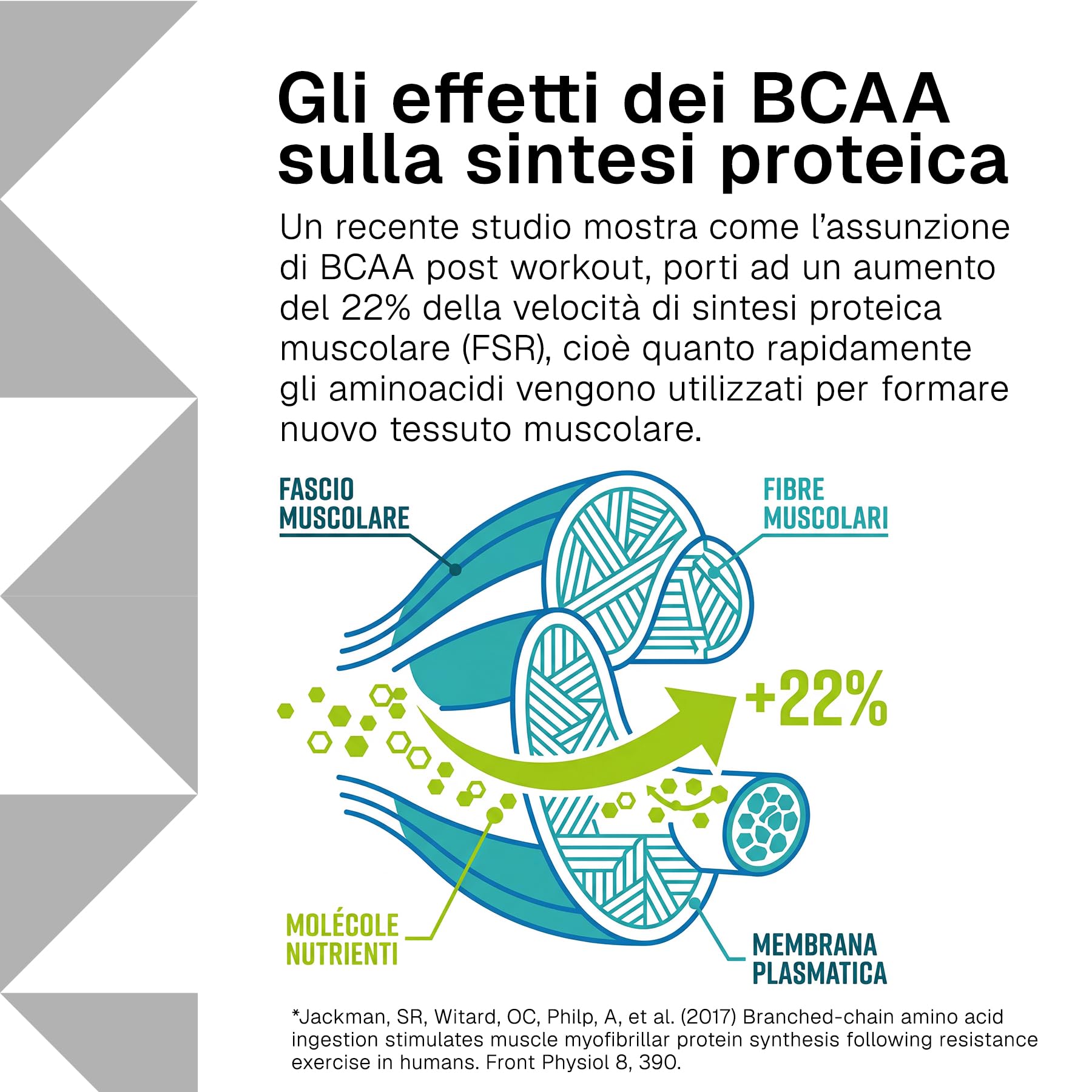 Aminoacidi Ramificati BCAA 8 1 1 500 Compresse RTP – con 4000 mg L-Leucina, L-Isoleucina e L-Valina – Vitamina B6 – Amminoacidi BCAA per Sport, Palestra e Pre Post Workout