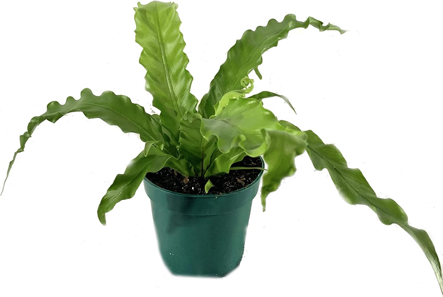 Victoria Japanese Birdsnest Fern - Live Plant in a 4 Inch Pot - Asplenium Nidus (antiquum) 'Victoria' - Beautiful Clean Air Indoor Houseplant Fern