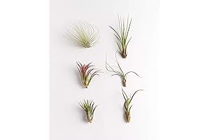 Live Air Plants Bundle | Hand Selected Plants | Six Pack