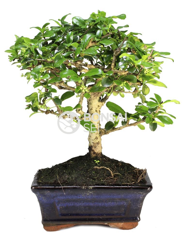 Bonsai - Carmona, 5 Años (Bonsai Sei - Carmona)