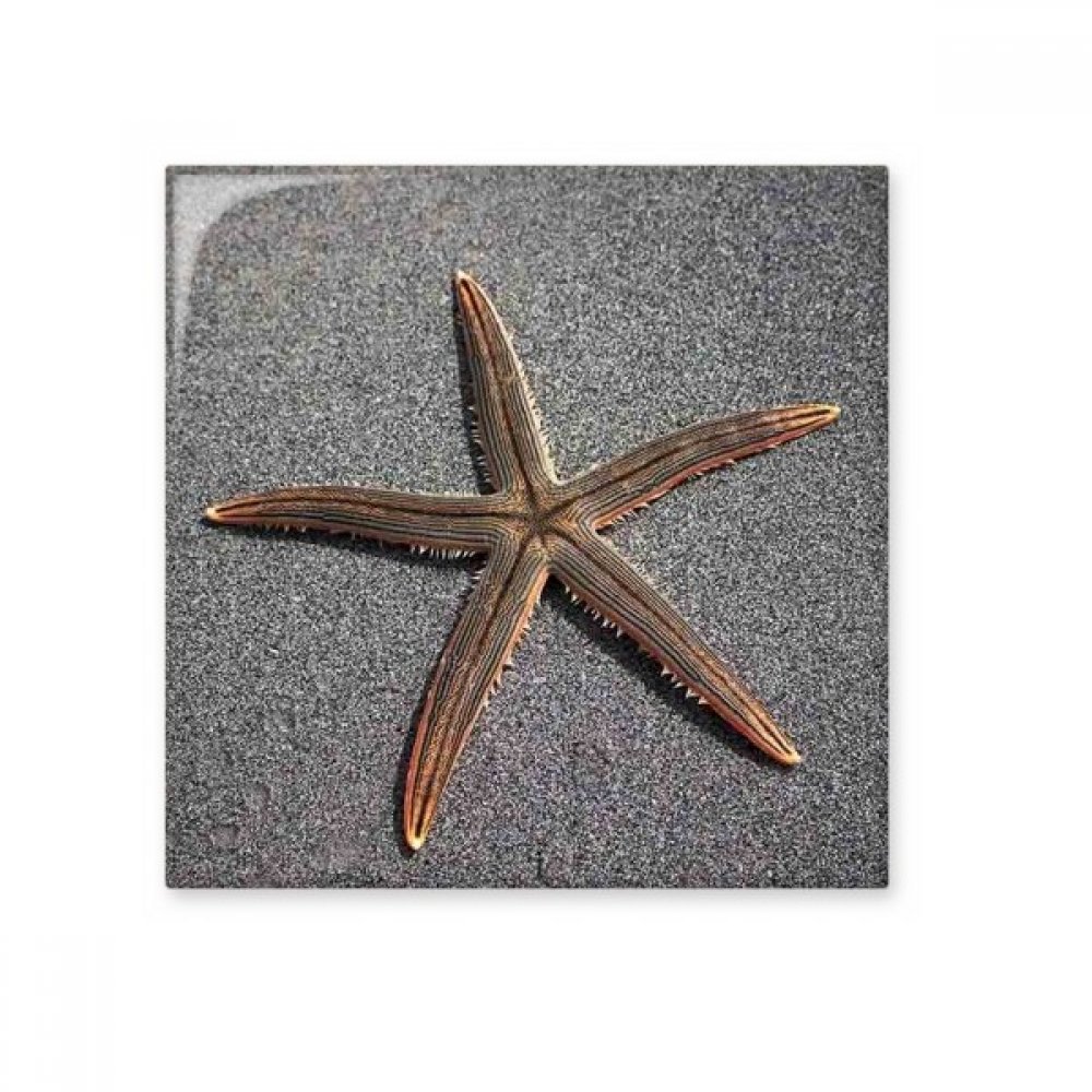 Carreau de céramique étoile de mer grise DIYthinker grand format pour mur