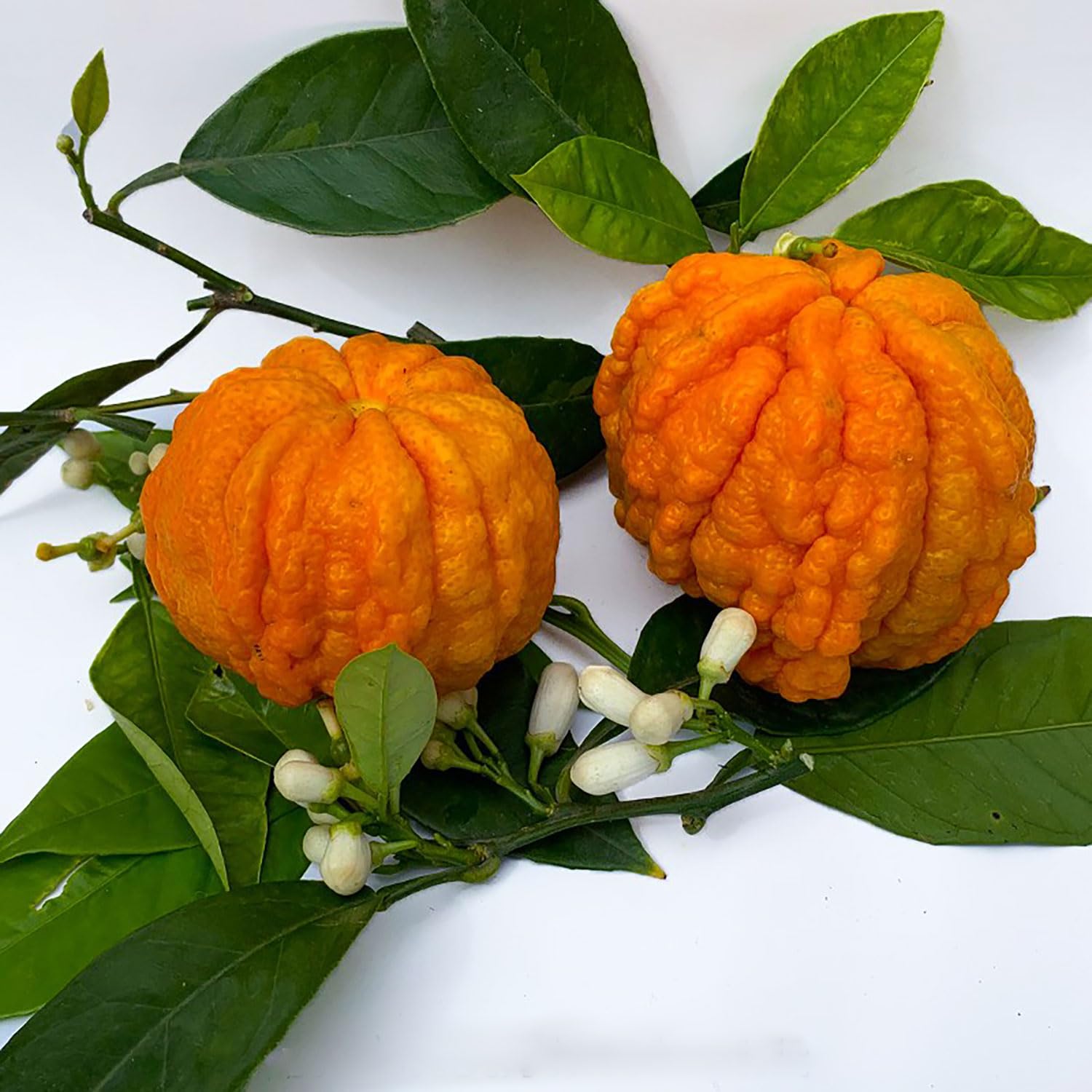 SAVINI VIVAI Pianta di Arancio Albero di Agrumi Arancio Amaro Corrugato in Vaso da 20 cm Altezza 70 cm 2-3 Anni di innesto Made Italy