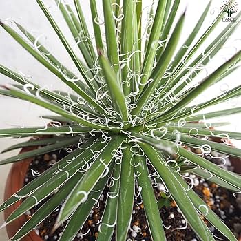 Amazon｜ITANSE アガベ 滝の白糸(シジゲラ) 8号鉢【品種で選べる