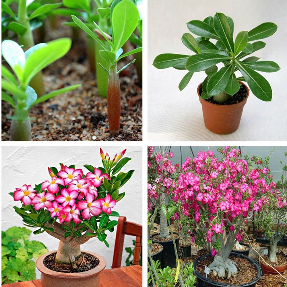 DEWIN Bonsai Samen - Wstenrose seltene rosa Wstenrose Samen, Bonsai Tree  Plant Decor(5PCS) : Amazon.de: Garten