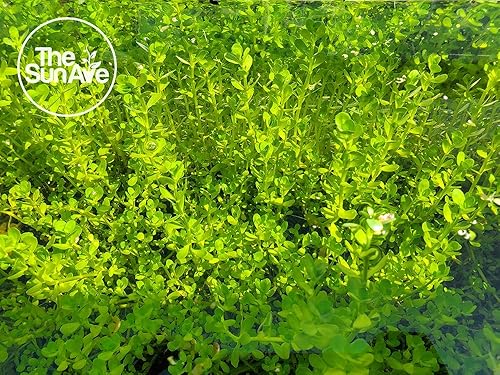 Miniatura 5 de The Sun Ave Bacopa Caroliniana - Tanque de peces de agua dulce con raíces (1 cubo)
