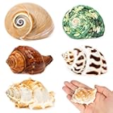 5PCS Hermit Crab Shells | Natural Sea Conch Size 2.1