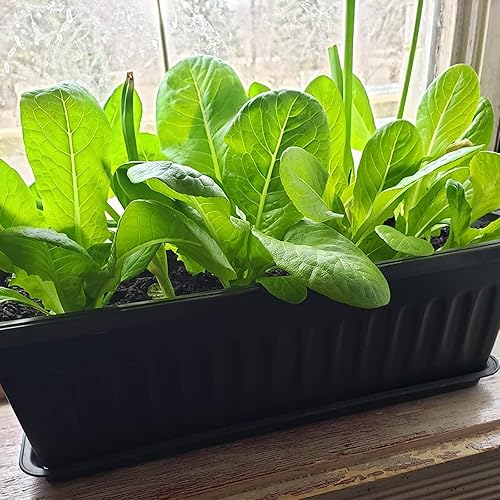 Miniatura 7 de Paquete de 6 cajas de flores de 17 pulgadas, macetas de plástico para verduras largas con bandeja, maceta negra para alféizar de ventana, patio,