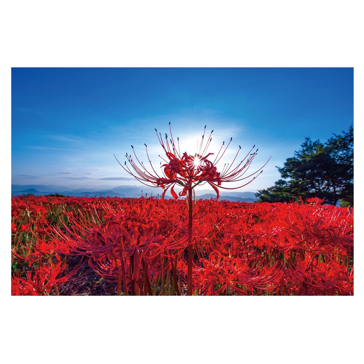 Amazon.co.jp: next.design タペストリー 彼岸花 ヒガンバナ まんじゅ