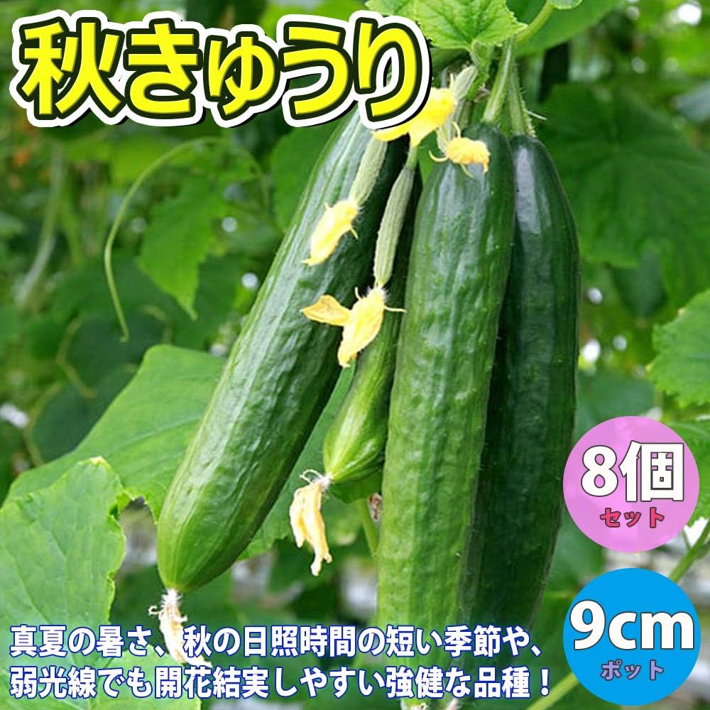 きゅうり 四川胡瓜／しせんきゅうり＜キュウリの品種：旬の野菜百科