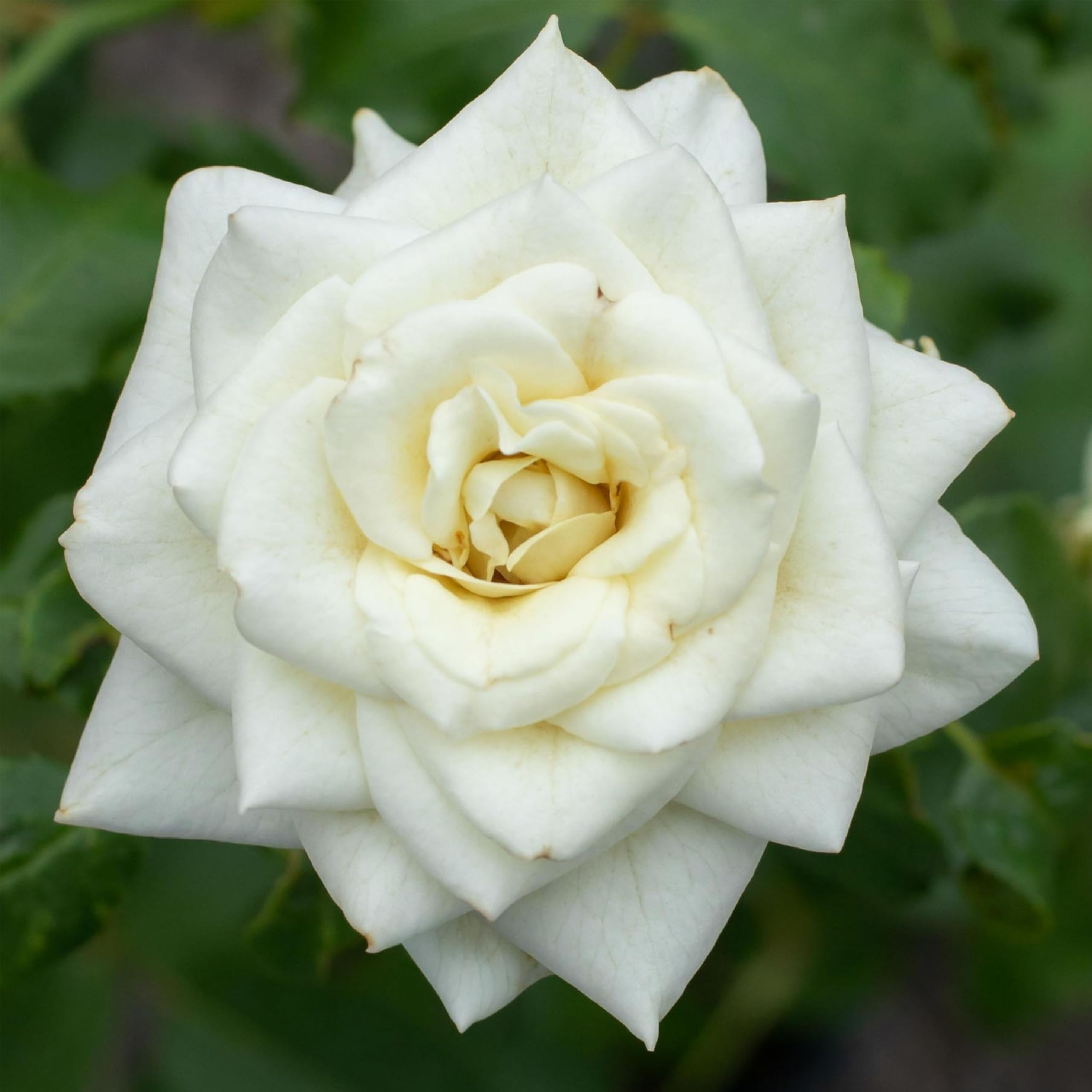 Amazon.com : Heirloom Floribunda Roses, Live Own Root Plant for