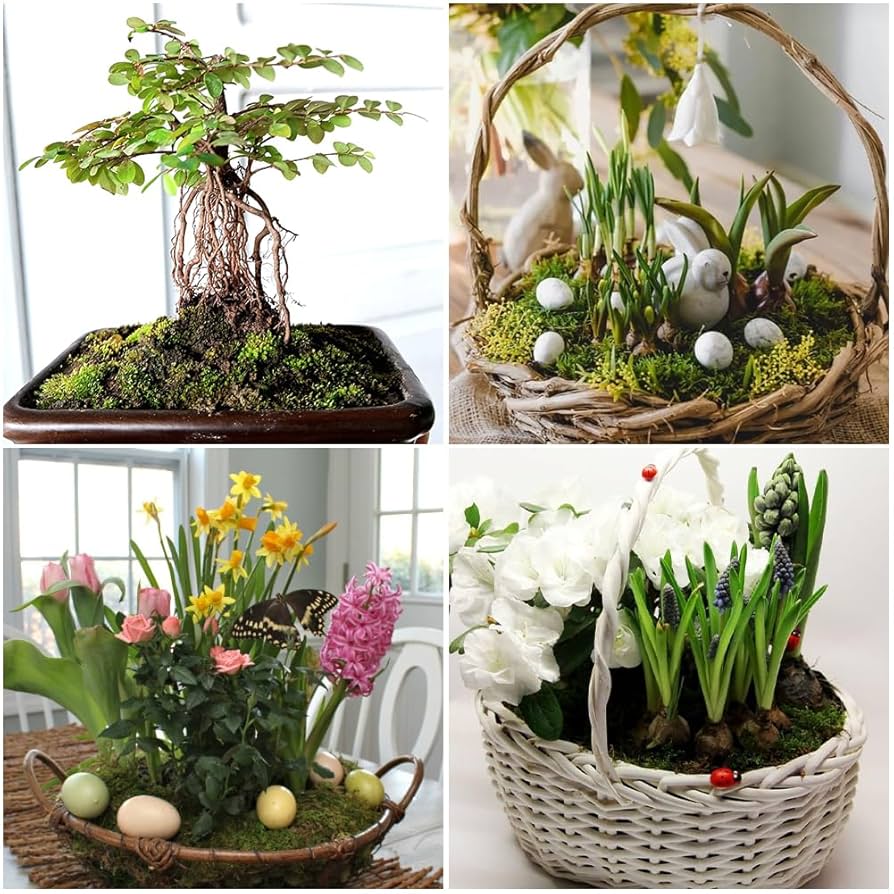 OFFCUP Natural Sphagnum Moss, 150g Dried Forest Moss For | FindTheDeal