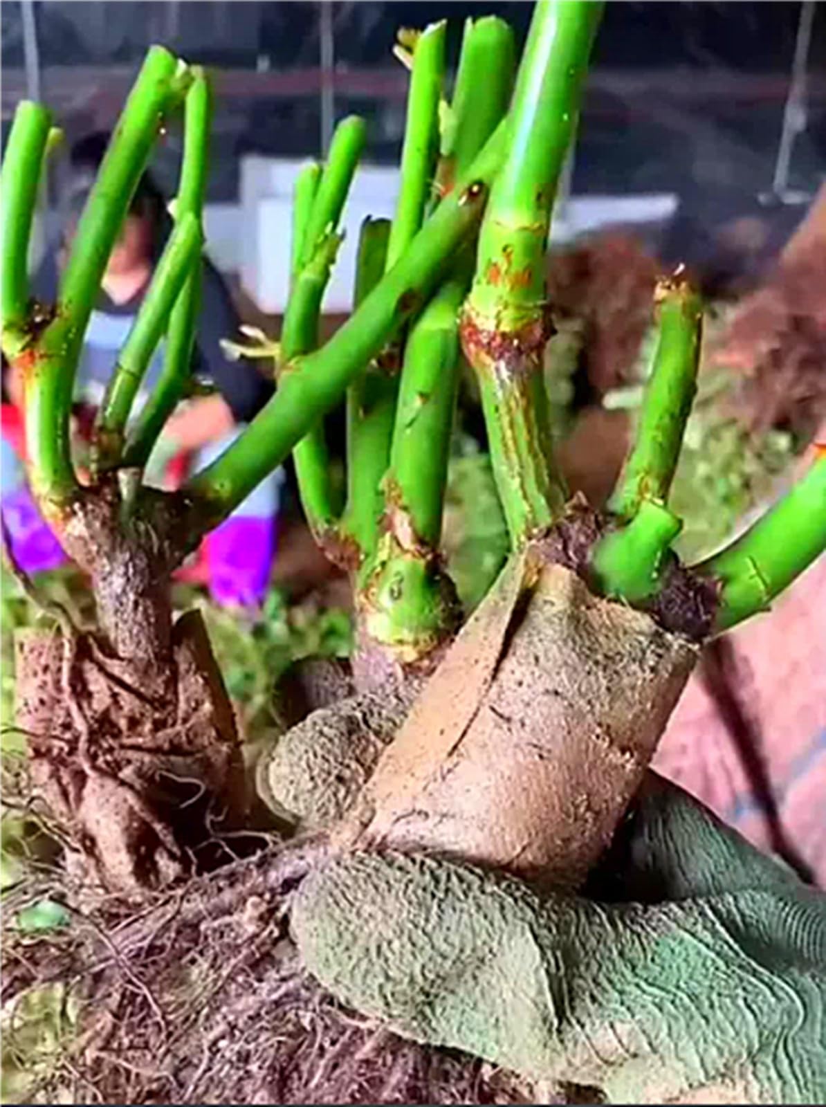 Riesenp Rosenpflanzen, Rosenrhizom In GroßPackungen, Rosa, Fachgerecht Gepflanzt, GartenverschöNerung-4 Rhizom-B