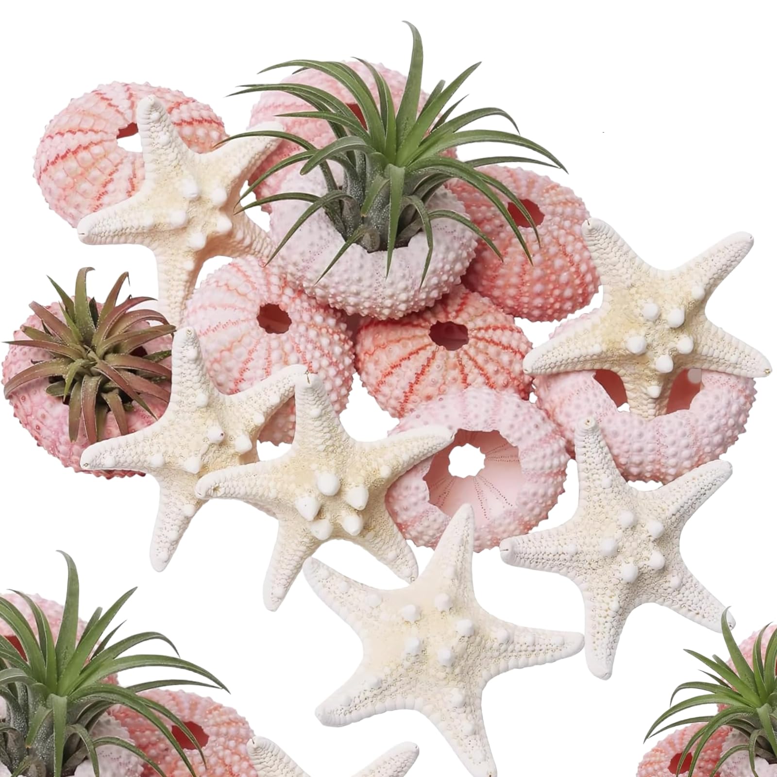 Wanwanzi Pink&White 12Pcs Starfish And Sea Urchin Shell Set, 1.3-1.9 Inch Natural Seashells Decor For Air Plants, Beach Wedding, Coastal Home Decorations, Nautical Themed Projects
