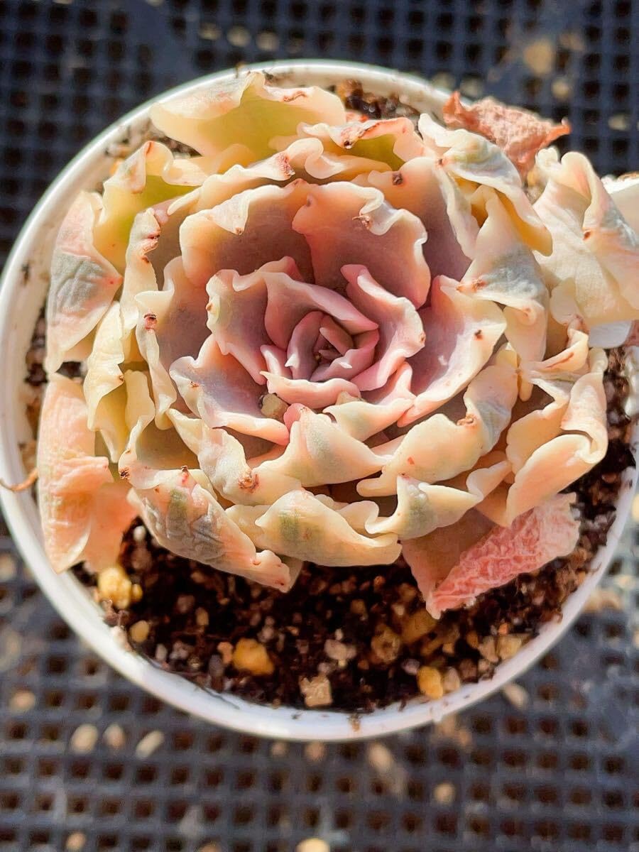 コロカシア ギガンティア 斑入り コロカシア ギガンティア 斑入り