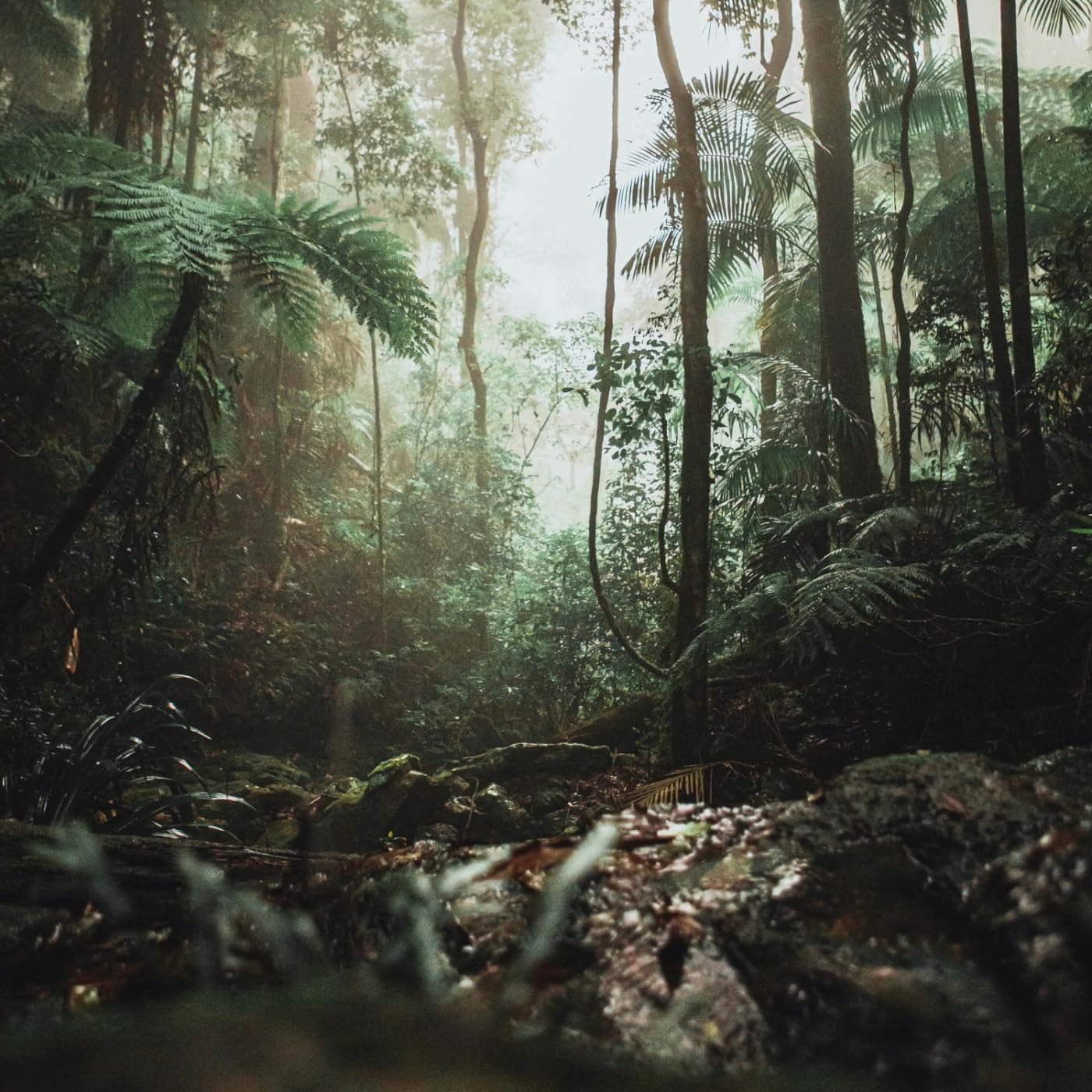 Rainforest Sound Therapy Group