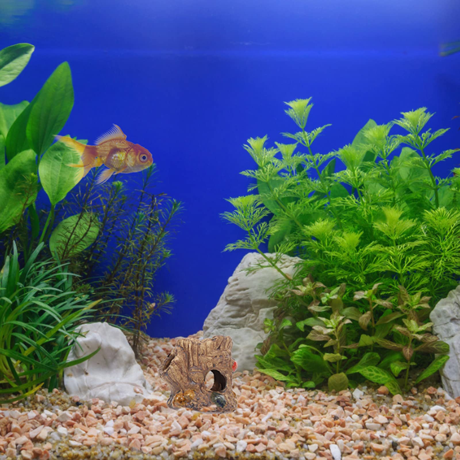 Ontdek de Voordelen van Tweedehands Aquariumvissen voor uw Aquatische Wereld