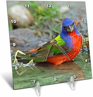 3dRose dc_94400_1 Texas, Painted Bunting Male Bird-US44 BJA0141-Jaynes Gallery-Desk Clock, 6 by 6-Inch